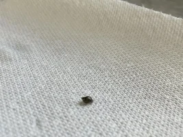 Nerite snail eggs?? Help!