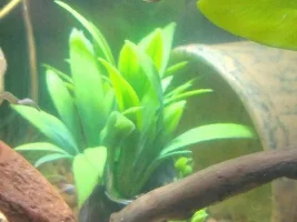 First bubble nest!