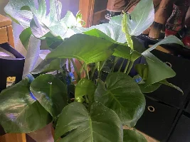 Monstera leaves folding downward. Also, Hi!