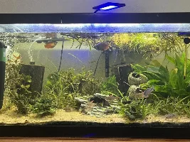 Dwarf Red flame gourami isn't well help