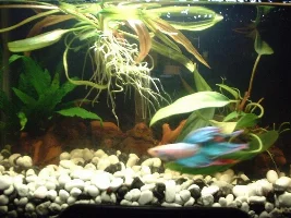 My Vt Betta.