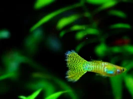 Different colored guppy fry?