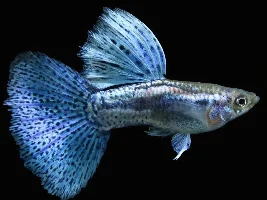 Guppy art challenge