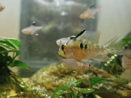 Cichlid markings or white spot?