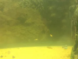 Week and a half old fry with new fry