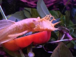 Slimmed Down Fish Room Journal