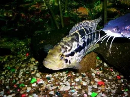 My Gallery of fish + Tanks