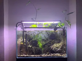 Saw a video about a plant that grows above the tank?
