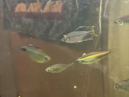 More changes on maturing African Yellow Tail Tetra male…