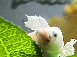 Betta with mouth pimple? Help.