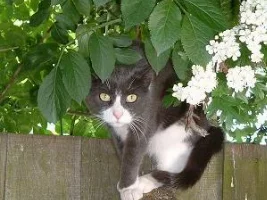 Cats!!!!