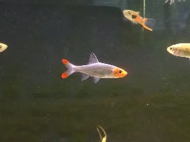 Rosy Loach - sand or gravel substrate?