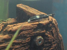 Strange white patches on otocinclus.