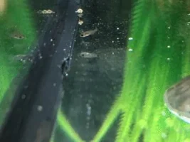 New fry identification