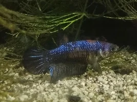 My betta has a wound on top of her head.