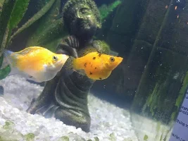 Balloon Molly pregnant??