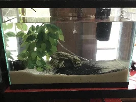 Need advice on cycling tank