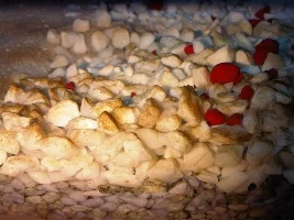 Dirt Growing On The Gravel?