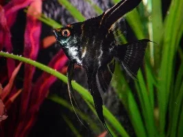 Post Your Favorite Fish Picture!