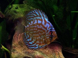 Discus Fish