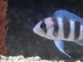 Big Problem Need Help !