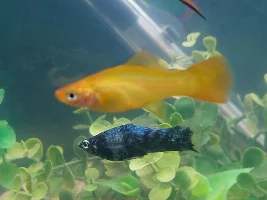 Swordtails breeding - help?