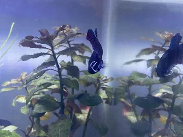 Post antiparasitic tx for roundworm, Betta not doing well