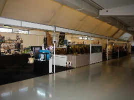 Guppy breeding for profit