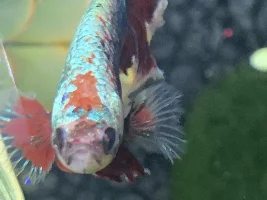 Help! What’s wrong with my betta?