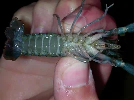 Blue lobsters/crayfish