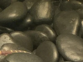 Coolie loaches… caught out of the rocks… how big, do they ever breed in aquaria???