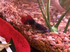 Betta Breathing Fast at Bottom of Tank