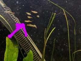 Bendy spine White Cloud Mountain Minnow