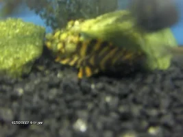 Bumblebee Pleco