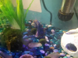 Need Help! Betta with Curled up fins!!?