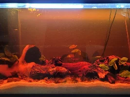 29 for apistogramma lineta