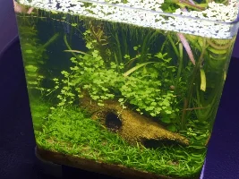 2g low tech ghostshrimp and cpd fry tank