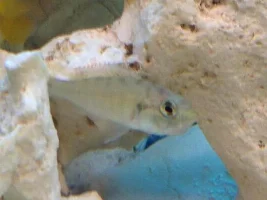 Is My Female Sp 44 Holding?