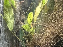 anubias, anubias,  anubias...