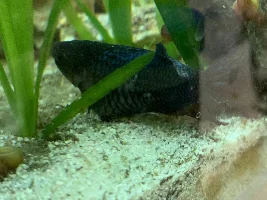 Very bloated betta