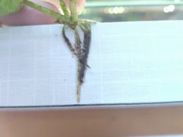 "Brown Goo" on Frogbit Roots ?