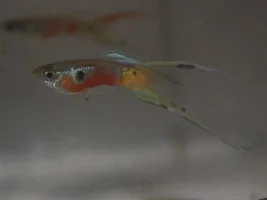 Doublesword guppies