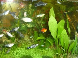 60 gallon.