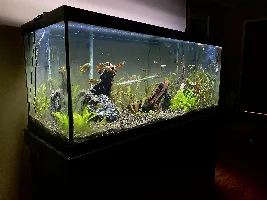 DaScotty's 75 Gallon Planted!