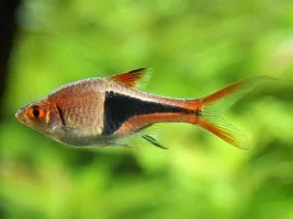 Please identify these rasboras?