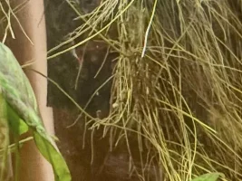 someone messed with my Congo tetras ( Phenacogrammus interruptus )