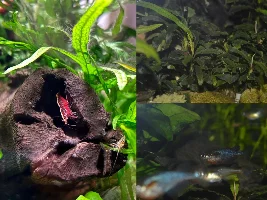 Tanks, Glass boxes and Waterbowls