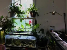 Photos to frighten your partners with - Gary's fishroom.