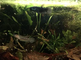 Sharing my Wild Bettas