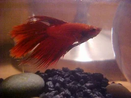 my 10 gallon